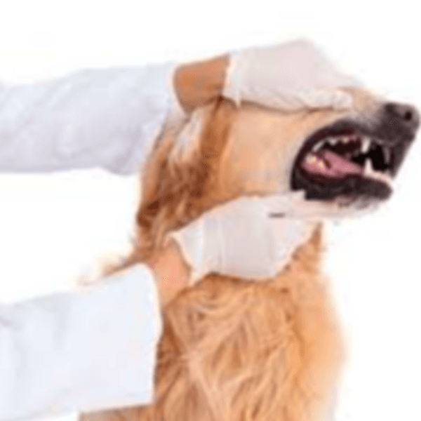 PROFILAXIS SIN ANESTECIA CANINO