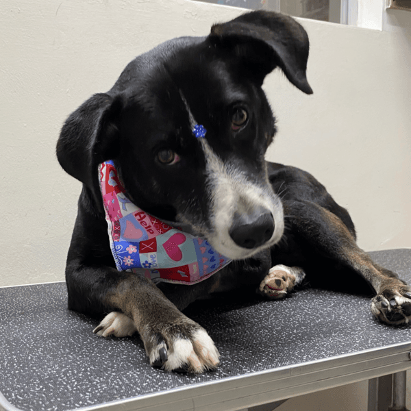 L - Baño y peluquería (Sin corte)