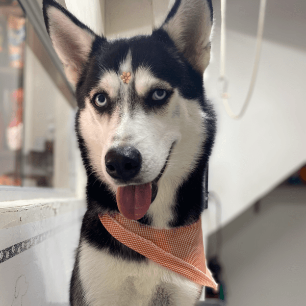 XL - Baño y peluquería (Sin corte)