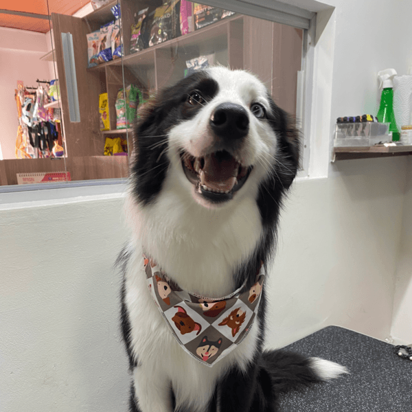 XL - Baño y peluquería (Con corte)