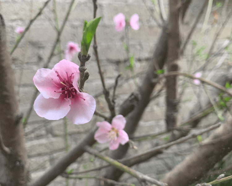 Consulta inicial ONLINE