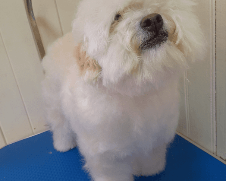 Arreglo manto en sesiones