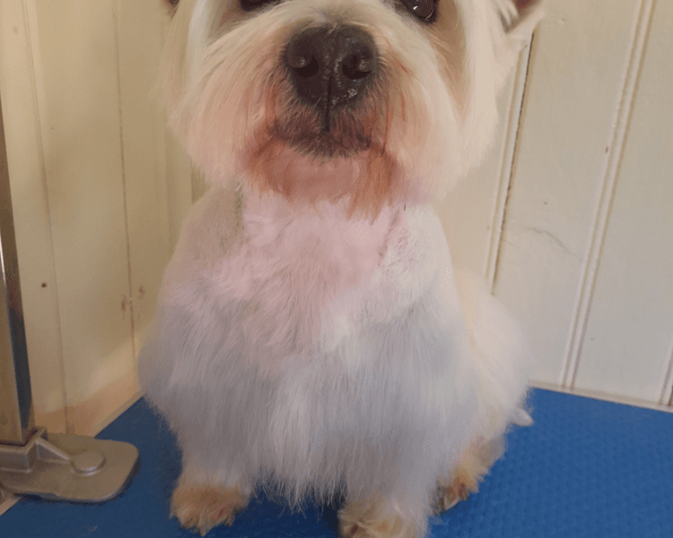 Peluqueria completa hasta 8 kg