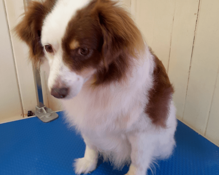 Deslanado o peluqueria completa Perrito medios extras de 15 a 20 kg