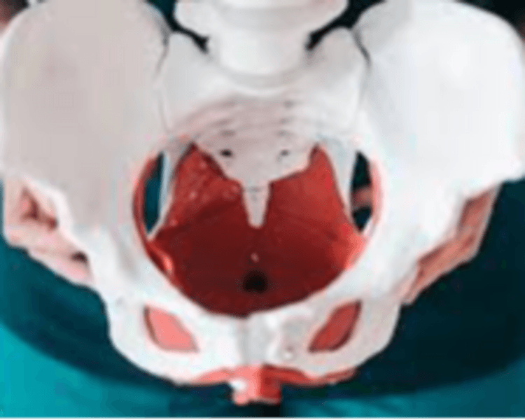 Sesión Piso Pelvico