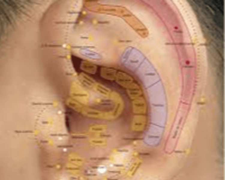 Auriculoterapia Diagnóstico