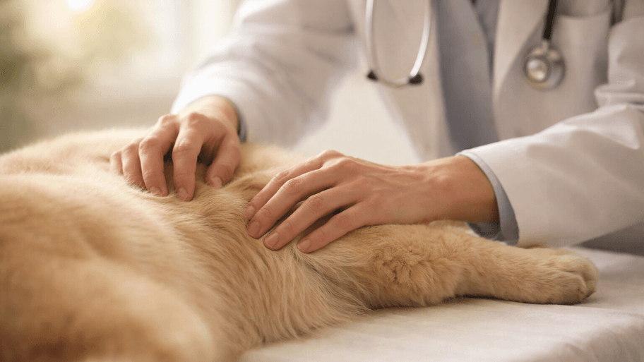 Clinica Veterinaria Invet banner