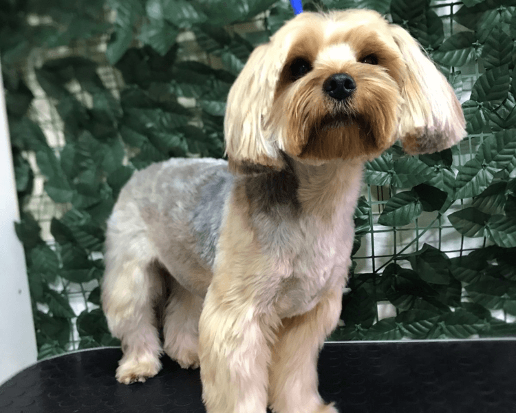 BAÑO Y CORTE 1KG - 4KG