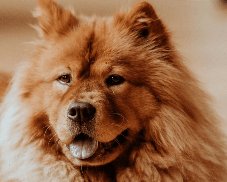 3. BAÑO RAZA GRANDE