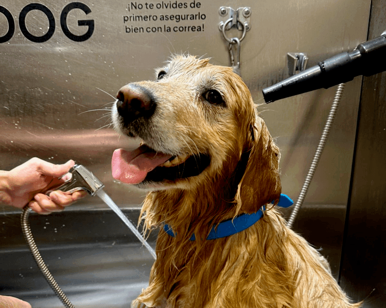Baño perro grande pelo largo