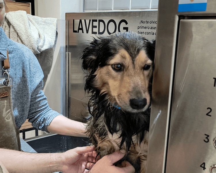 Baño perro mediano pelo largo
