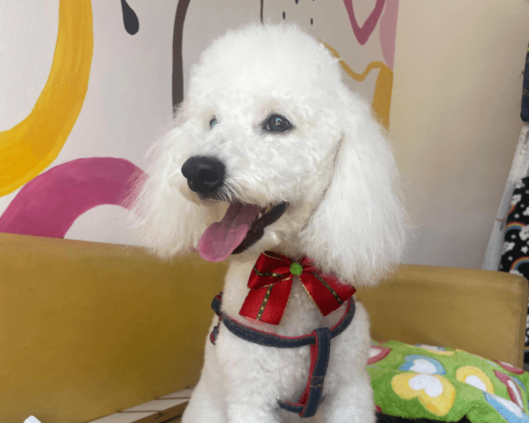 Baño perro Mediano Chico (10 a 15kg aprox)