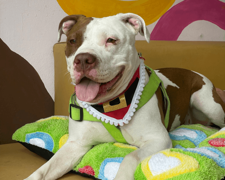 Baño perro Grande (20 a 35kg aprox)