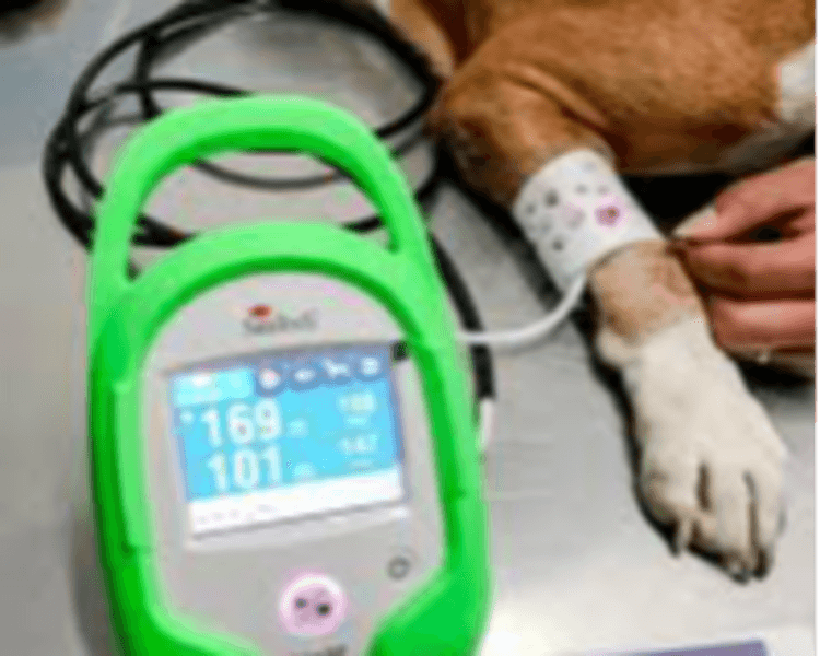 Cardiología (Ecocardiograma + Electrocardiograma + Presión Arterial)