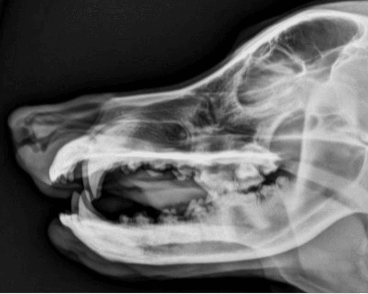 Radiología (1 incidencia)