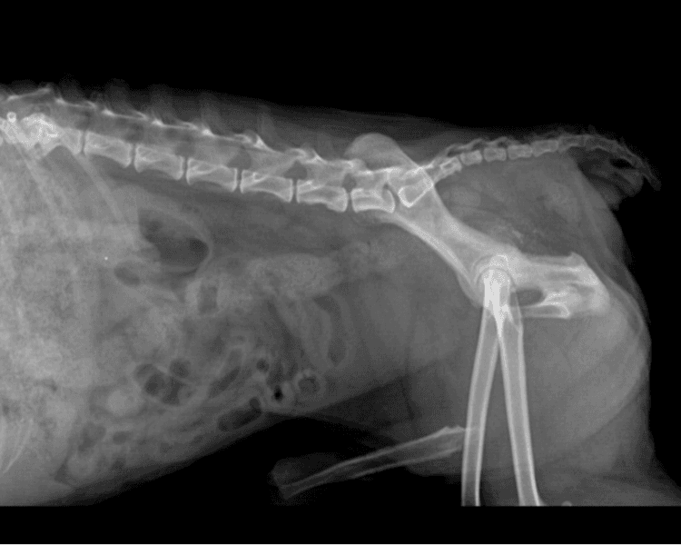 Radiología (3 incidencias)