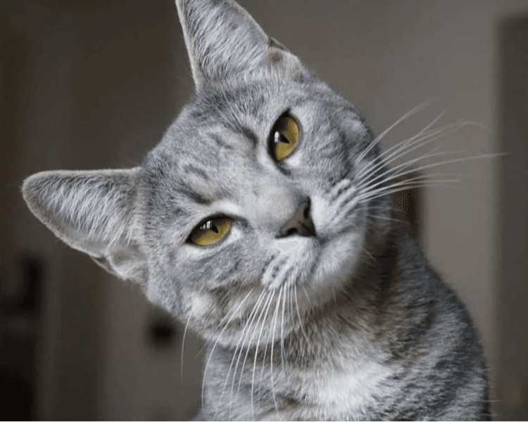 Consulta Medicina Felina