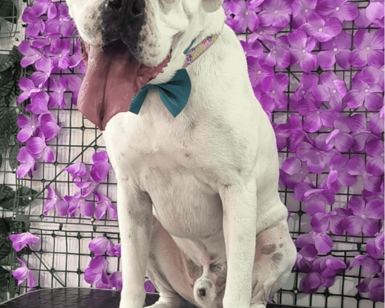 BAÑO PELO CORTO 20KG - 29KG