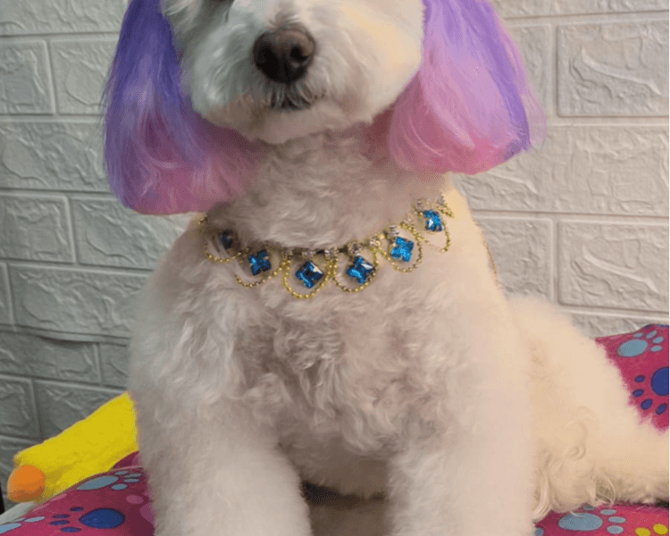 CORTE RAZAS 10KG-14KG