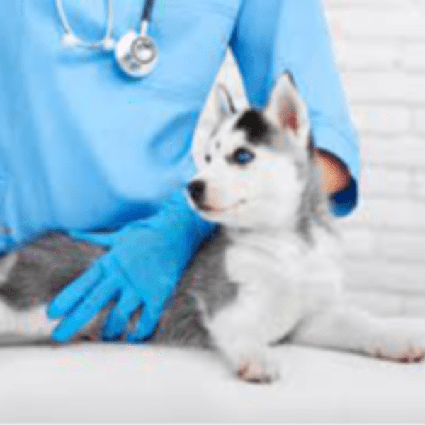 PLAN DE VACUNACIÓN CANINO RECIEN NACIDO 4 SESIONES