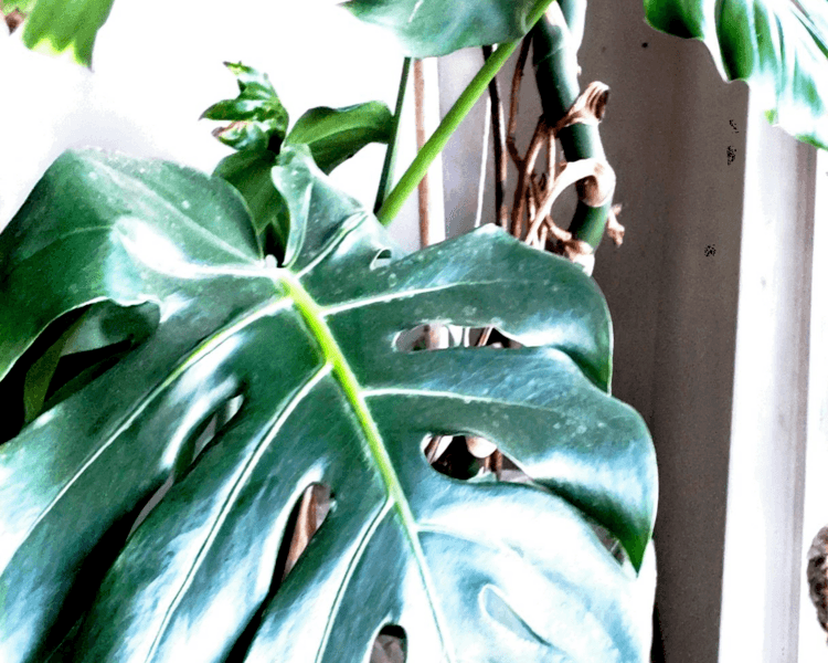 Consulta Psicológica de Pareja