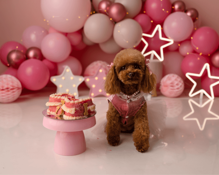 Sesión cumple Peluditos 8 fotos