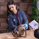 Médica Veterinaria Angelica Valencia