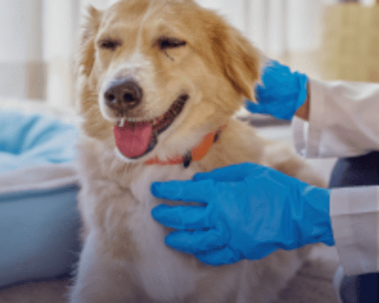 Consulta Veterinaria