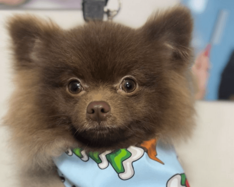 GROOMING RAZA PEQUEÑA