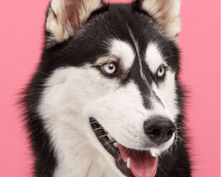 GROOMING RAZA GRANDE COMBO FIESTAS DEL 20 DE ENERO