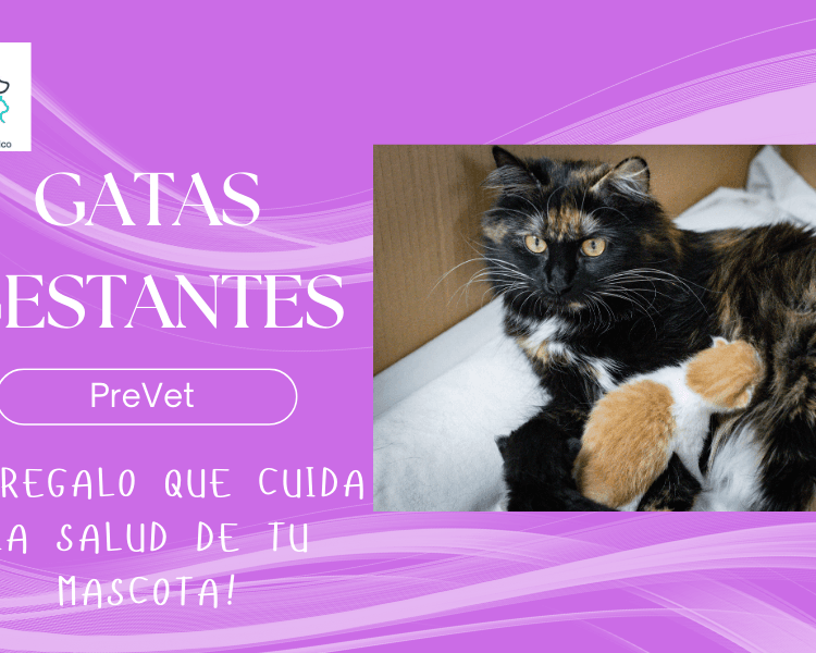 Pack Gestación gatos