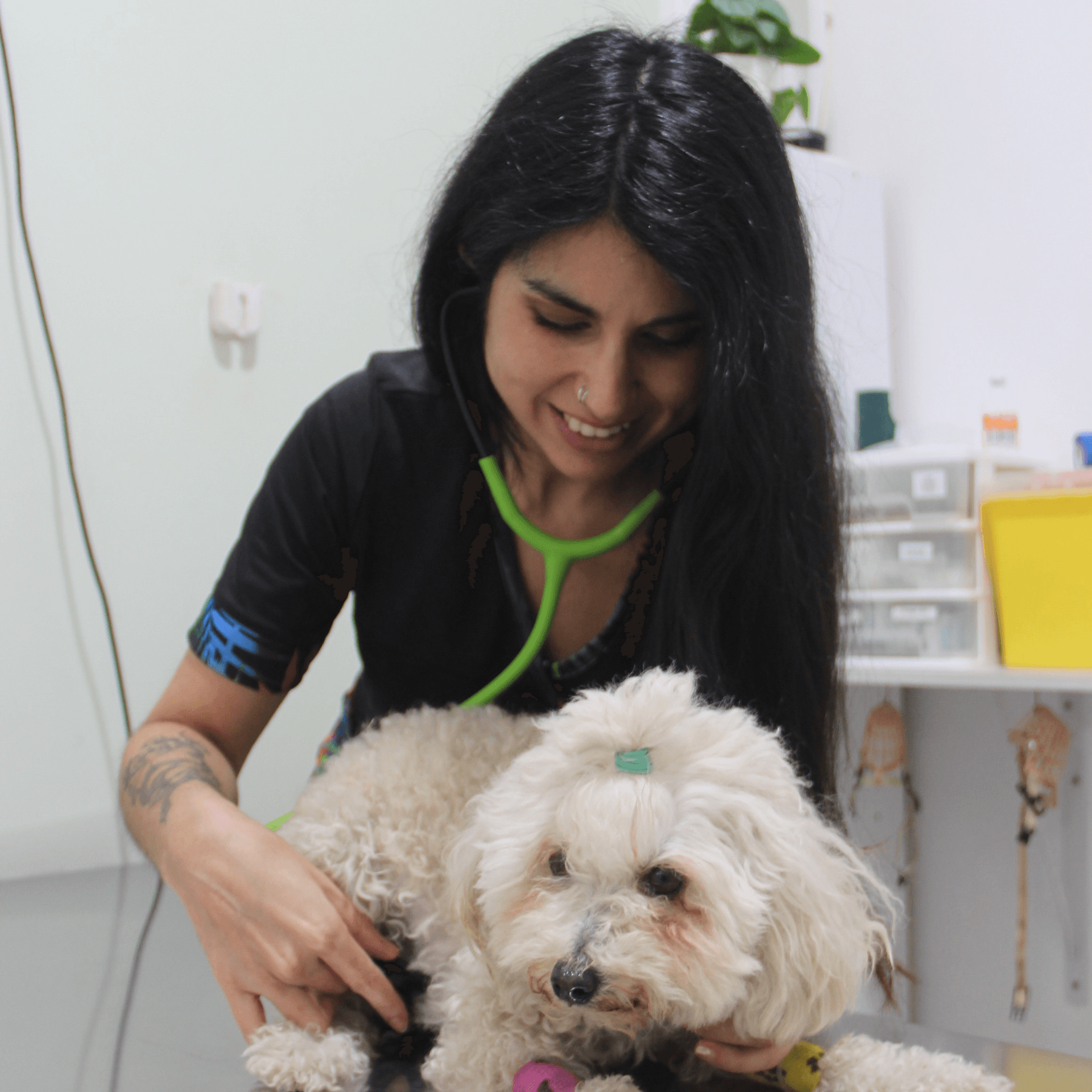 Medico Veterinario General photo