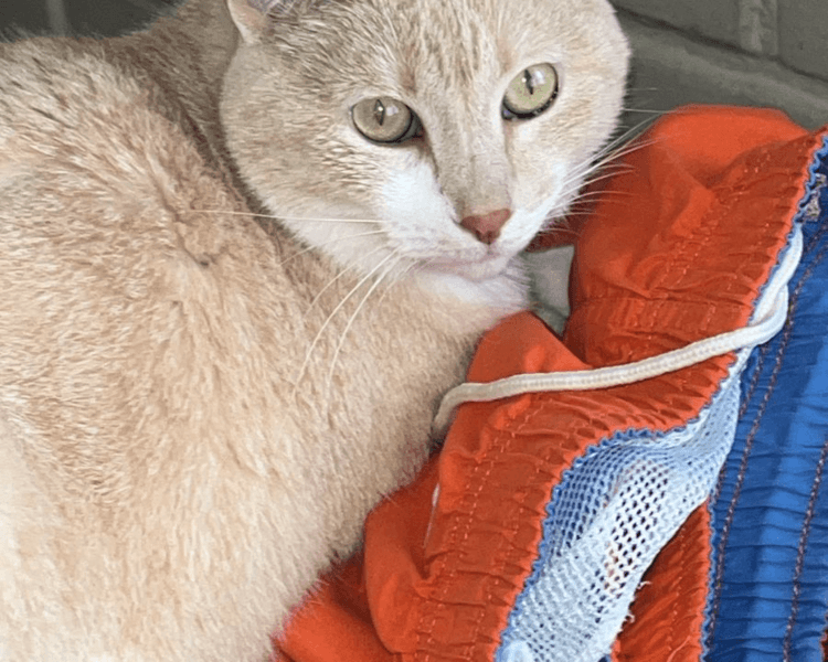 Consulta Especialidad Medicina Felina