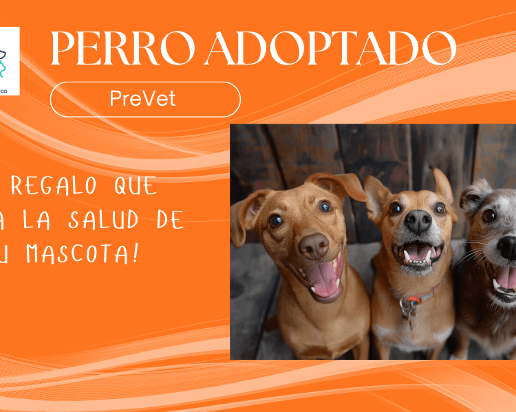 Pack Perros adoptados