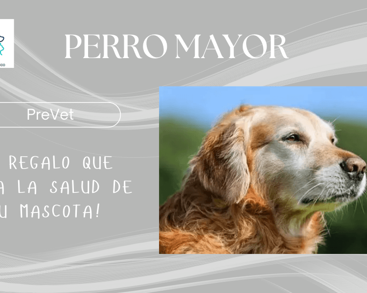 Pack adultos perros mayores (6 años o más)