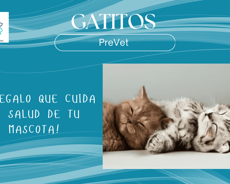 Pack Gatitos