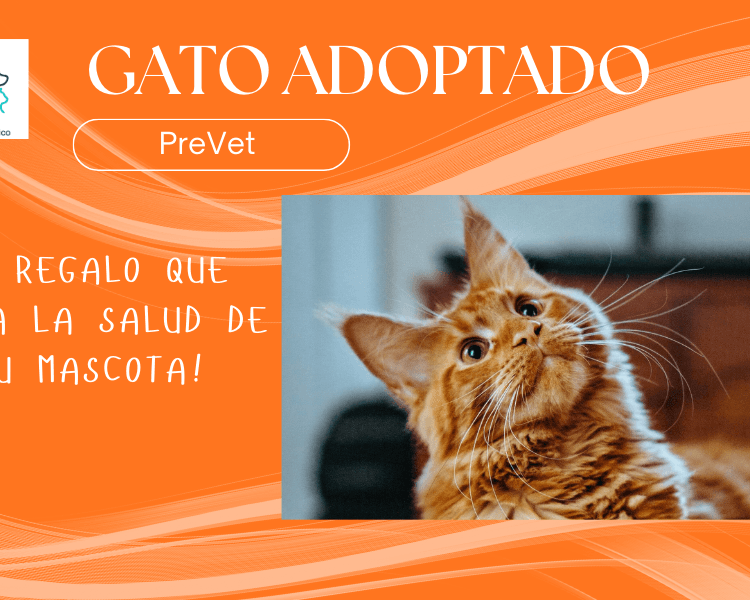 Pack Gatos Adoptados / Rescatados