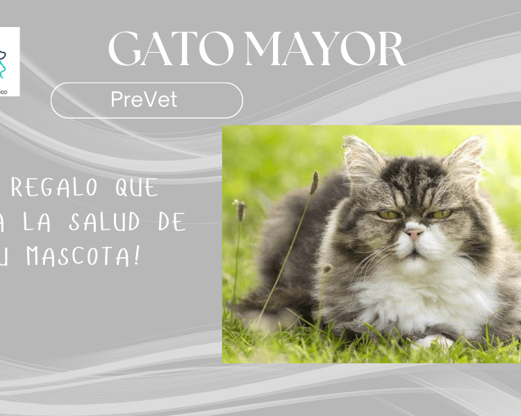 Pack gatos mayores (6 años o más.)
