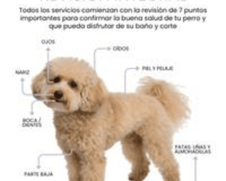 Baño perro gigante Desde (Más de 41 kg)