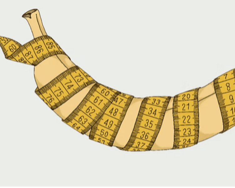 Engrosamiento de miembro