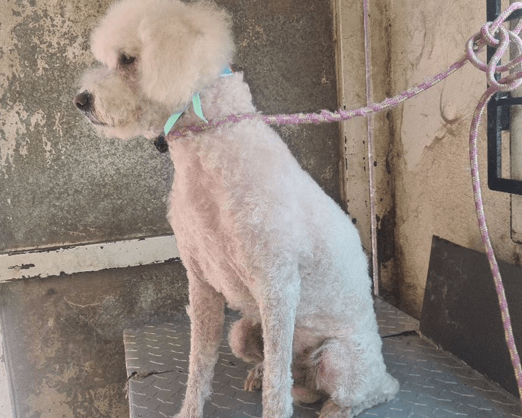 SPA FRENCH POODLE (BLANCO O DIFERENTES COLORES PELO CHINO) SIN RASTAS