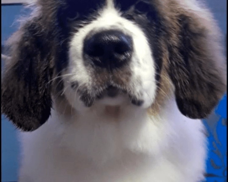 SPA SAN BERNARDO CACHORRO HASTA 5 MESES DE EDAD