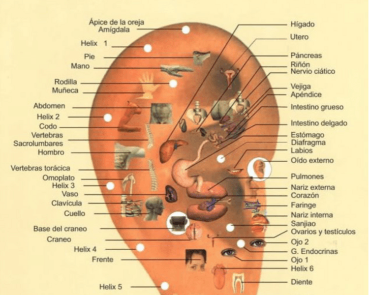 AURICULOTERAPIA