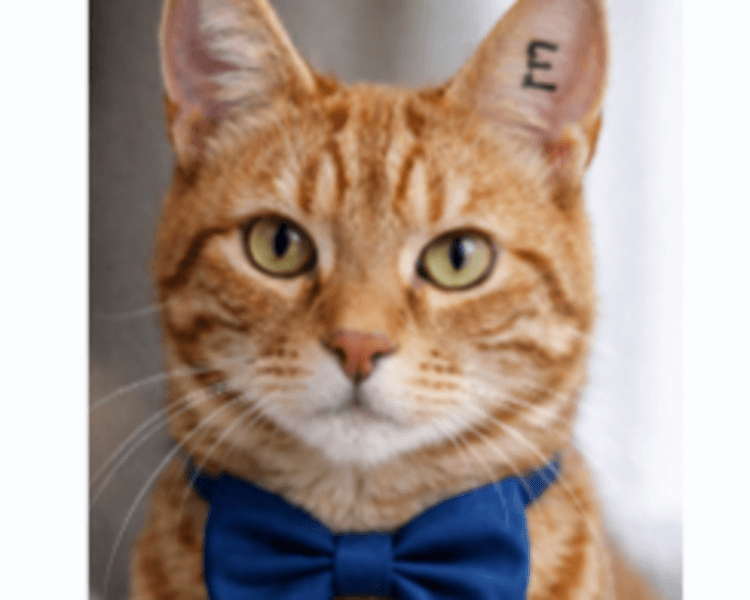 Castración GATO (macho)