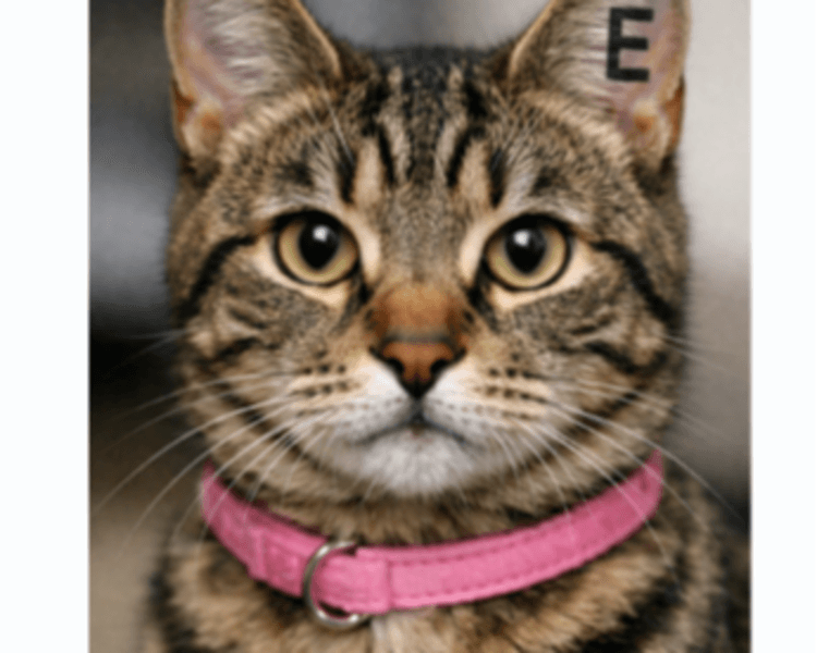 Esterilización GATA (hembra)