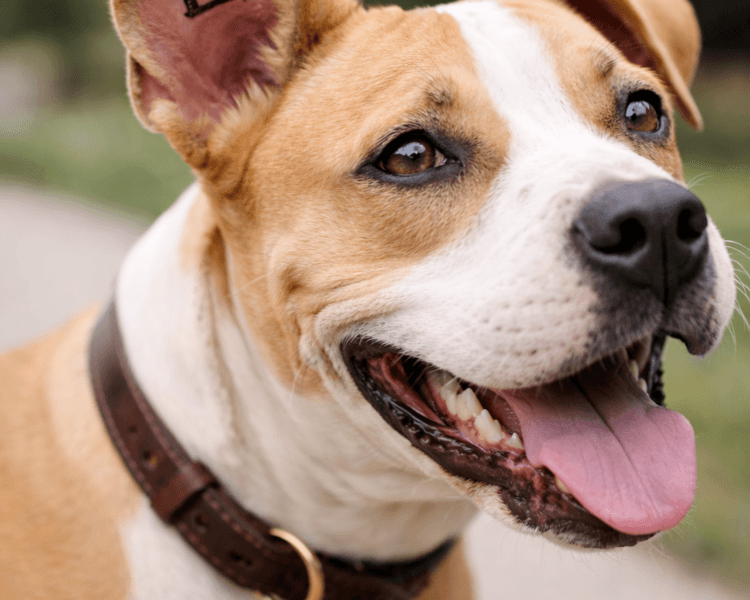 Castración PERRO (macho)