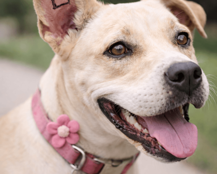 Esterilización PERRA (hembra)