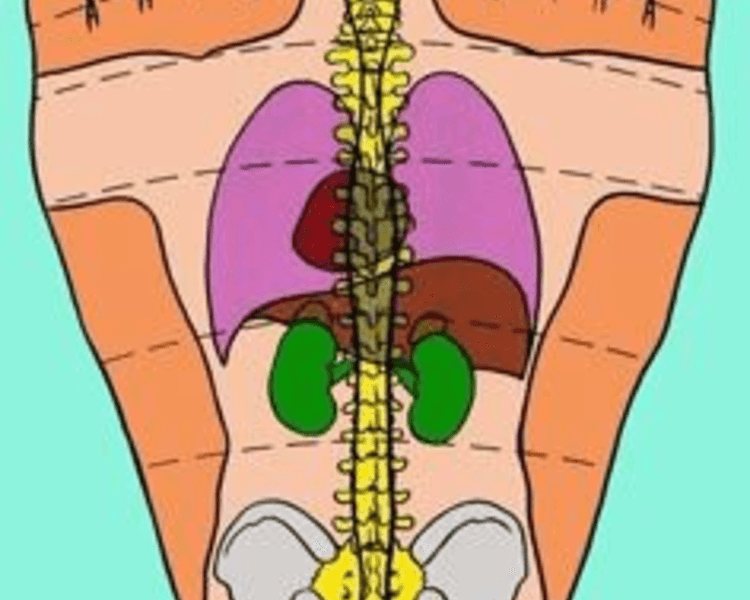 Reflexologia podal (solo pies )