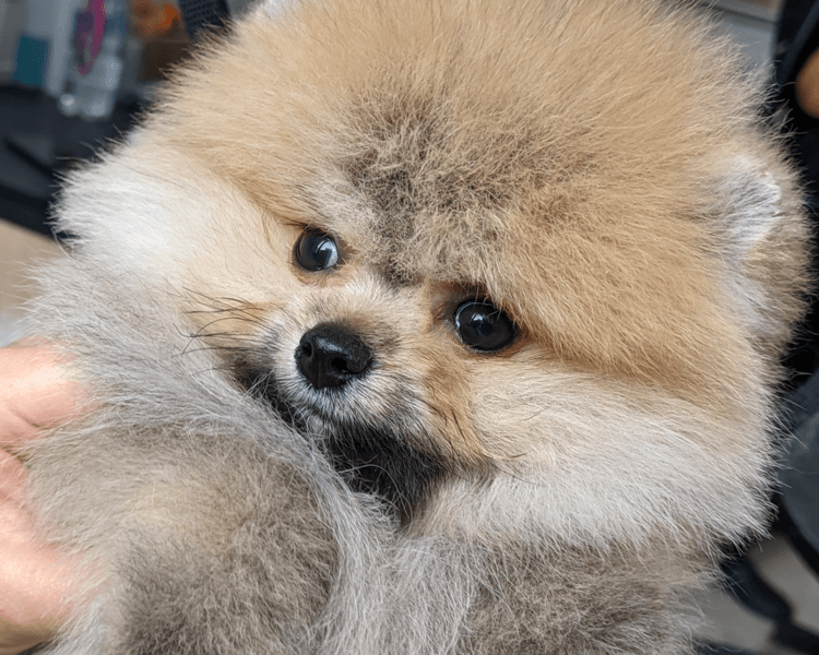 Pomerania (tipo zorro o spitz) | Grooming completo