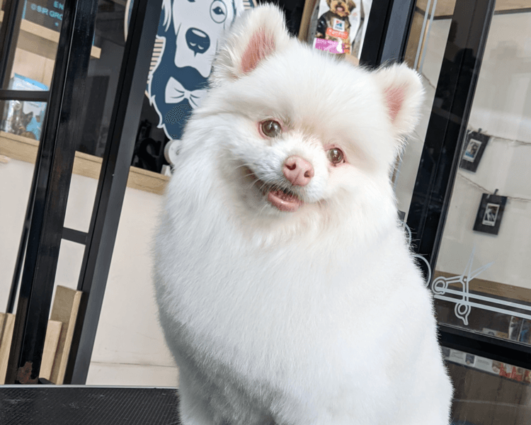 Pomerania (Cara de oso o Línea Rusa) | Grooming completo